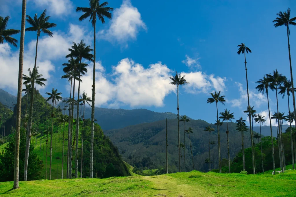 Valle del Cocora, una das mejores cosas que hacer en el Eje Cafetero, con árboles y el cielo azul. 