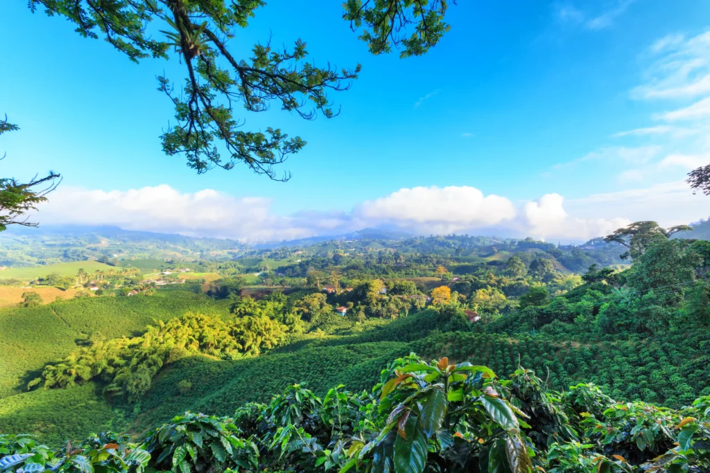 Vista del horizonte de un cafetal en Manizales, uno de los paisajes de las cosas que hacer en el Eje Cafetero
