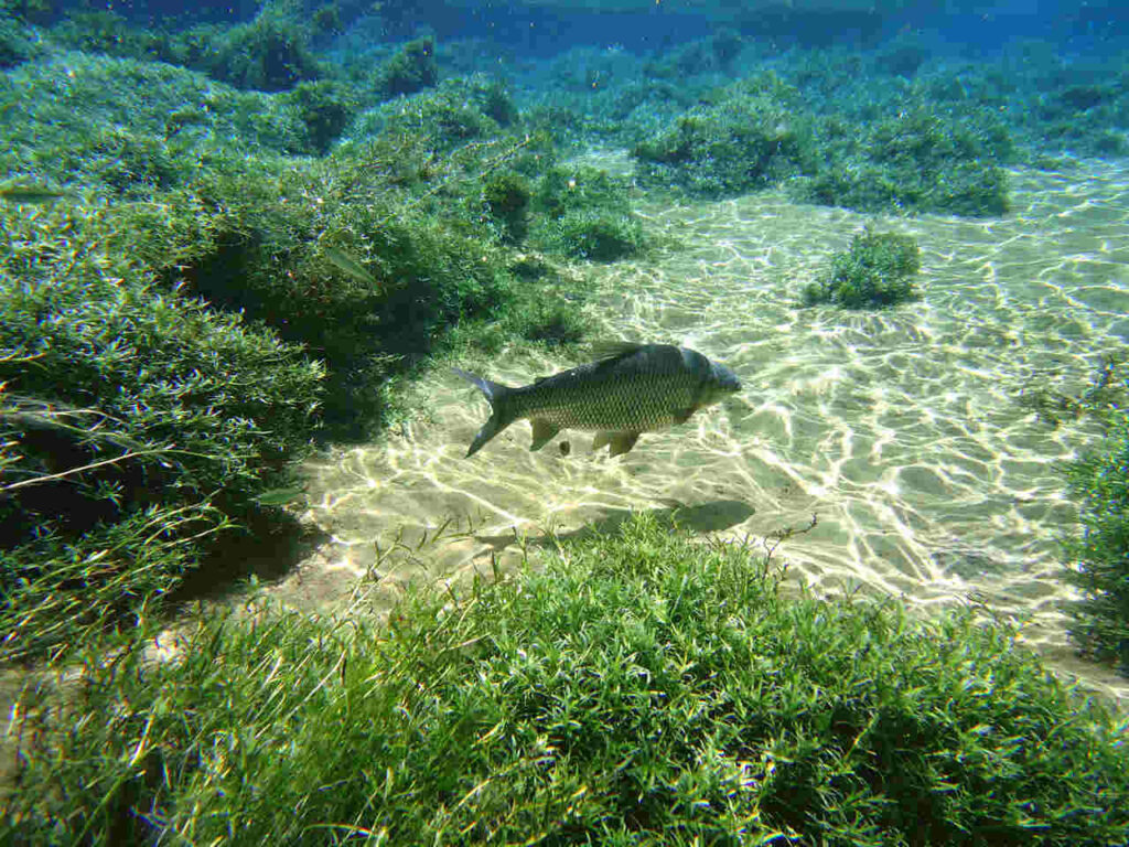 Peixe nadando nas águas cristalinas de um rio de Bonito, no Mato Grosso do Sul. 