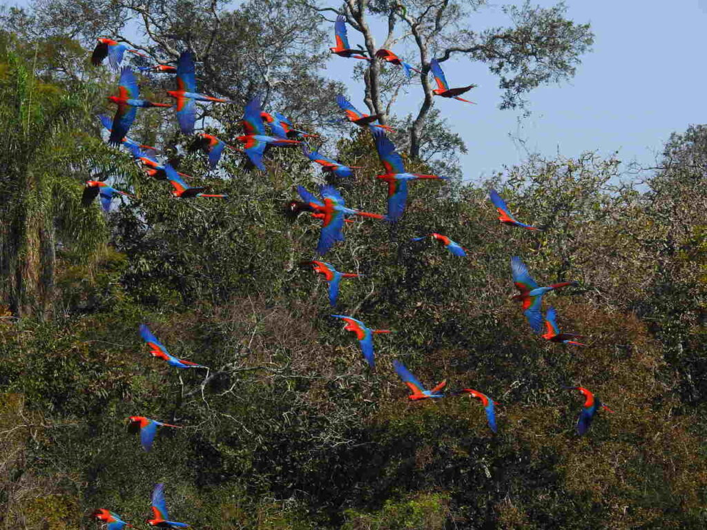 Bando de araras voando no Buraco das Araras, em Bonito. 