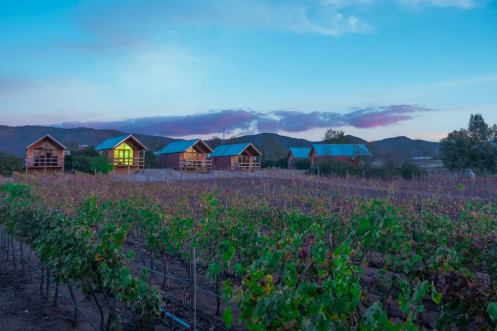 Foto de viñedo en Valle de Guadalupe, con casas al fondo y en el atardecer.