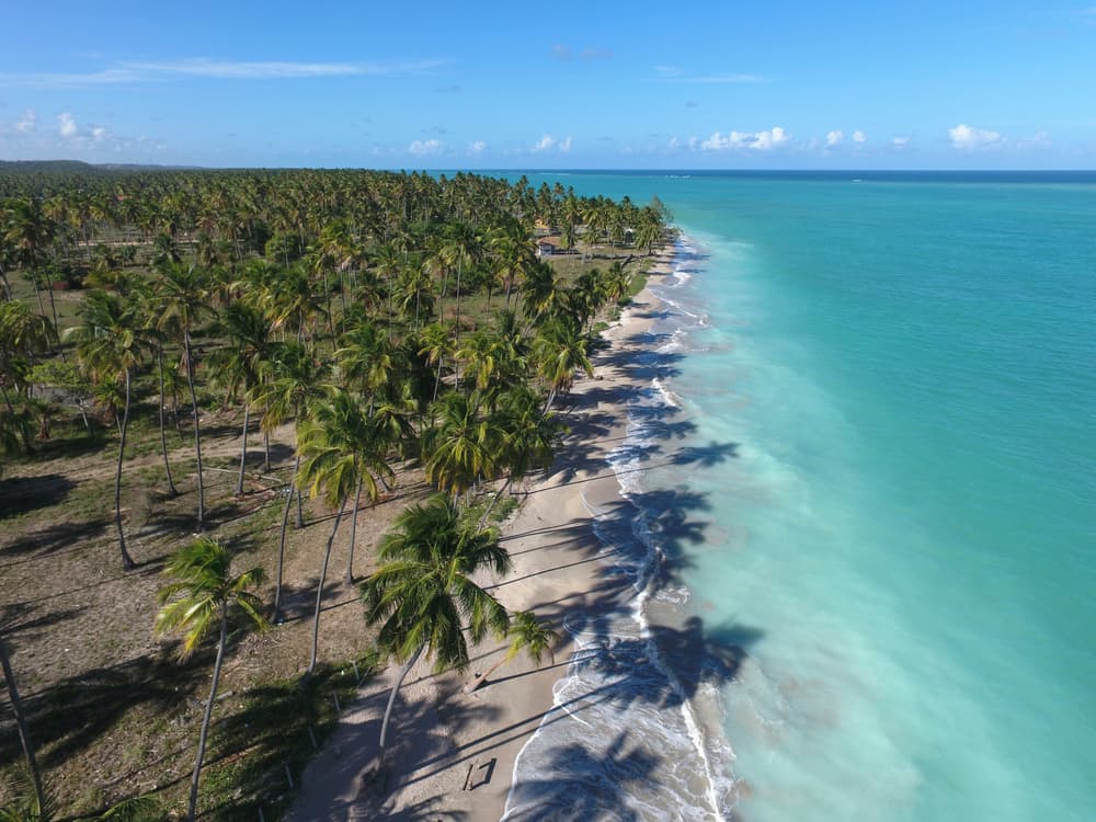 vista aérea dos coqueiros na praia do antunes em maragogi