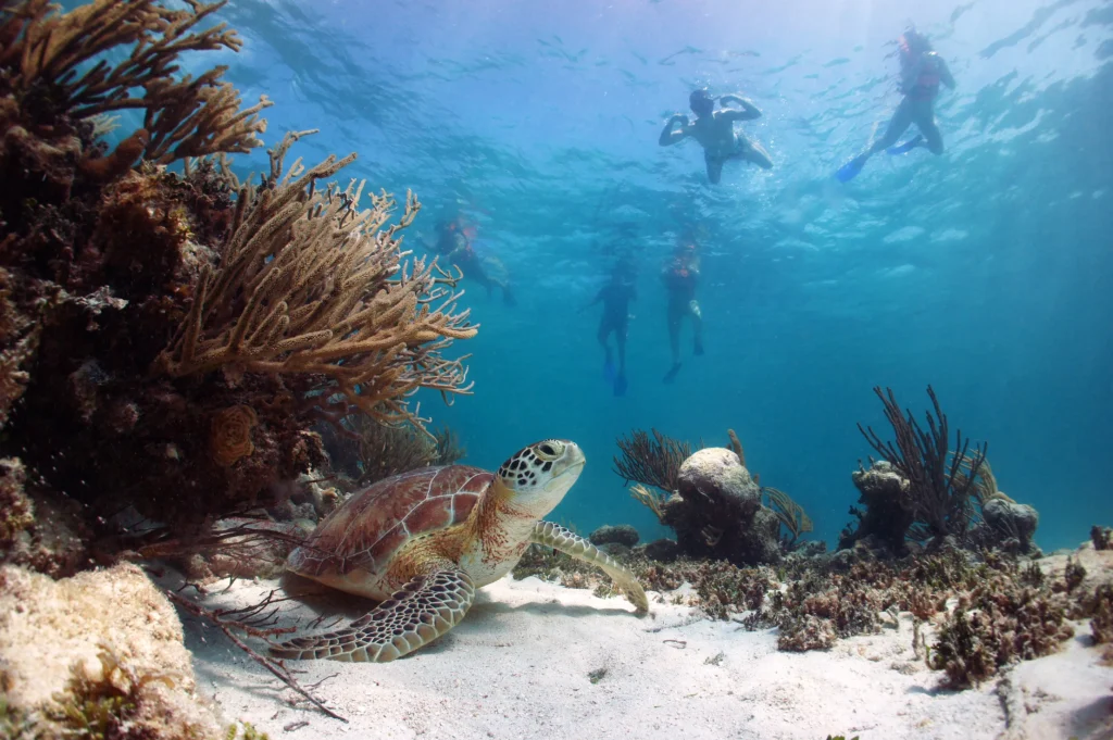 Snorkelers spotting a sea turtle while swimming in Akumal Bay, Riviera Maya, Mexico.