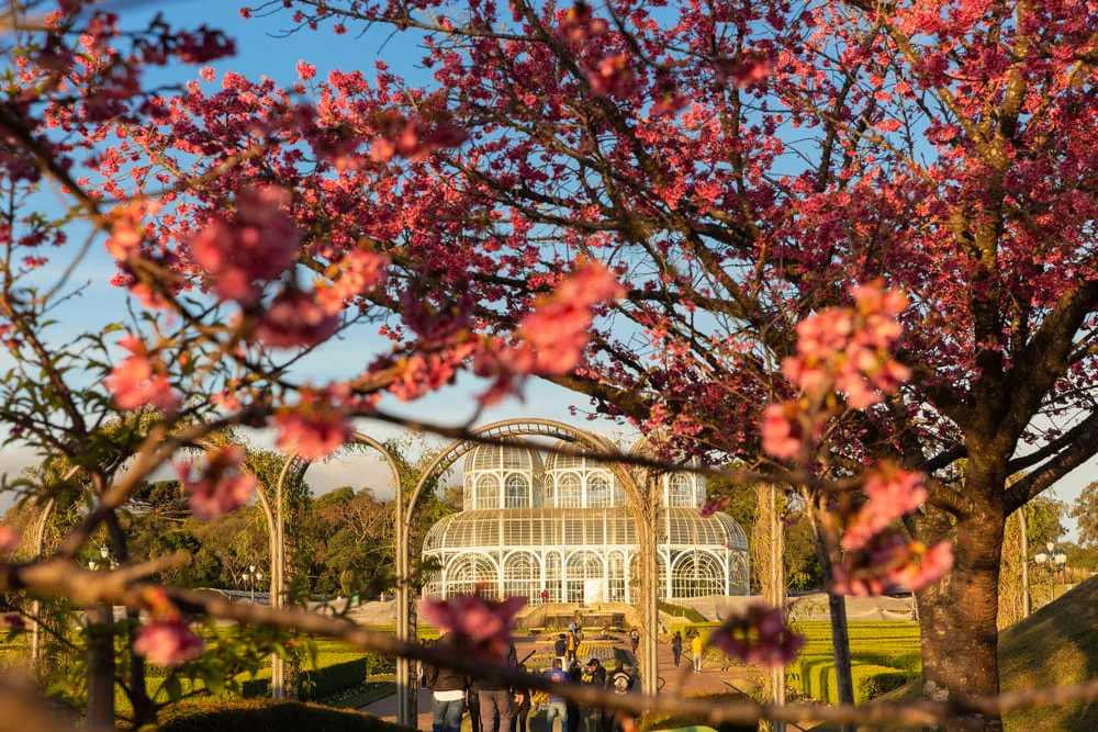 Foto do Jardim Botânico de Curitiba, com flores rosas na frente e a estufa de plantas ao fundo. O dia está claro e muito azul.