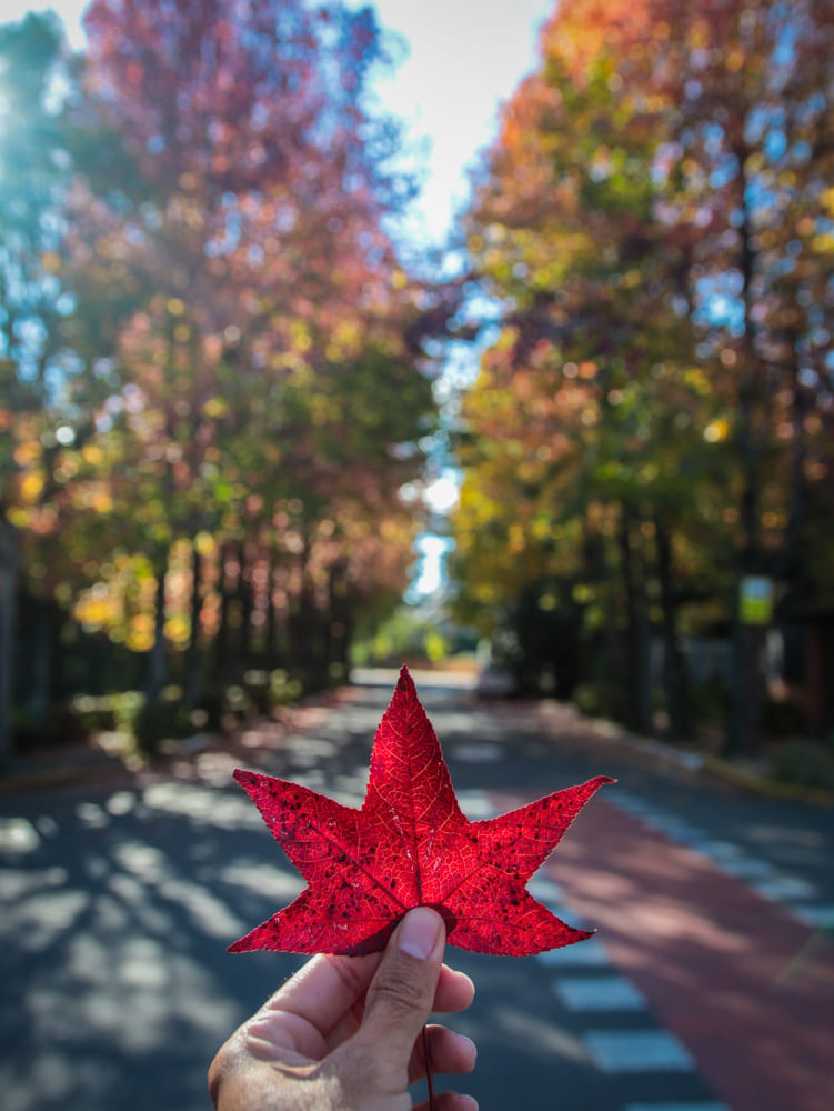 Foto de uma das folhas mais características do Canadá durante o outono, com cinco pontas e na cor vermelha. Ao fundo, é possível ver uma estrada repleta de árvores.