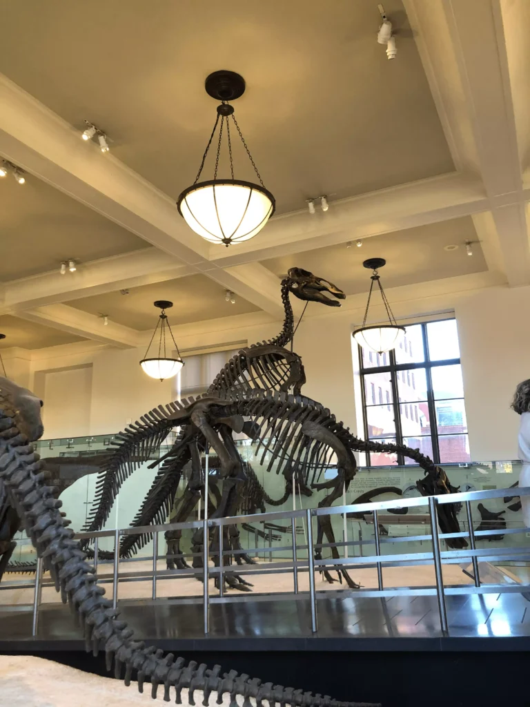 Foto dos esqueletos de dinossauros presentes no Museu Americano de História Natural em New York.
