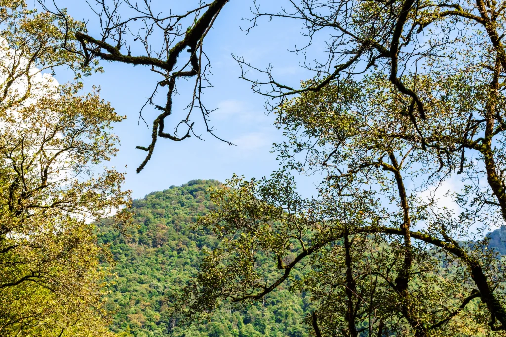 Foto do céu azul e toda a vegetação verde de Angra dos Reis, no Rio de Janeiro.