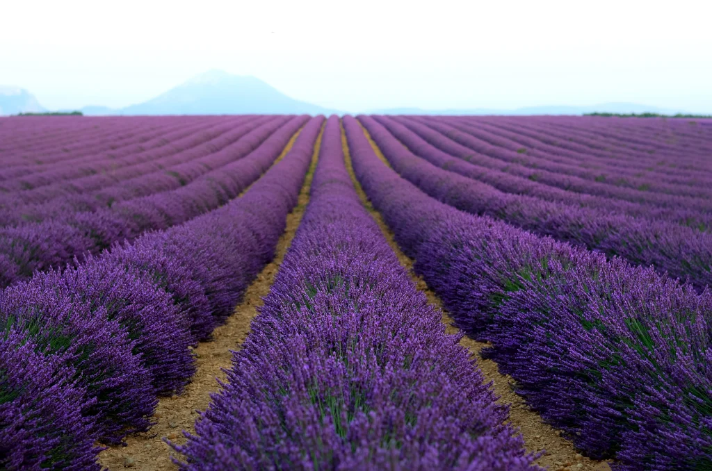 Foto incrível dos campos de lavanda da França, na região de Provence. As flores são todas roxas, dando uma coloração incrível à foto. O céu está claro.